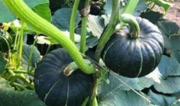 北美网红吃瓜事件视频,揭秘网络舆论的风暴中心