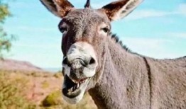 大驴爆料大哥是谁呀视频,大哥的真实身份大揭秘！