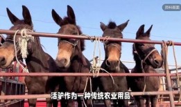 大驴爆料大哥是谁呀视频,大哥的真实身份大揭秘！