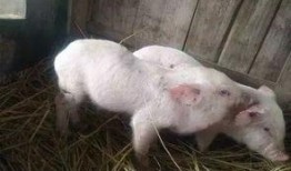 小猪崽子爆料娱乐圈小说,娱乐圈背后的秘密风云