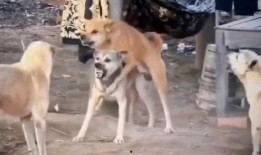 二狗爆料钓鱼岛视频,钓鱼岛视频揭秘真相