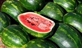 卖瓜免费吃,尽享卖瓜乐趣