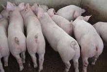 小猪崽子爆料娱乐圈小说,娱乐圈背后的秘密风云