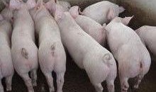 小猪崽子爆料娱乐圈小说,娱乐圈背后的秘密风云