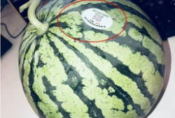 餐厅网红吃瓜,揭秘美食背后的秘密