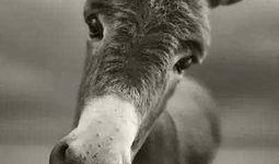 大驴爆料大哥是谁呀视频,大哥的真实身份大揭秘！