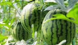 卖瓜免费吃,尽享卖瓜乐趣