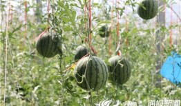 伦敦网红吃瓜视频,网红带你探秘伦敦美食风云