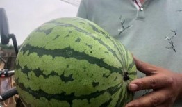 水贝吃瓜水贝网红打架,一场网络与现实交织的“吃瓜”风波