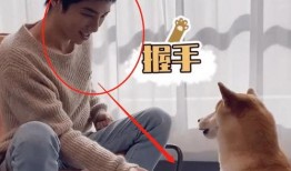 狗子今日爆料视频在线观看,揭秘今日热点事件幕后真相