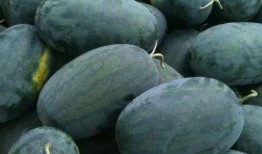 网红弋优吃瓜,揭秘娱乐圈幕后真相