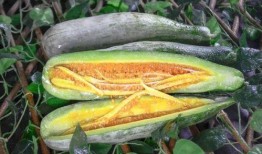 伦敦网红吃瓜视频,网红带你探秘伦敦美食风云